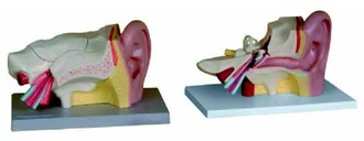 Увеличенная модель уха (3 составные части)