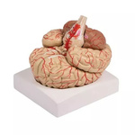 Модель мозга в натуральную величину