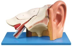 Анатомическая модель уха